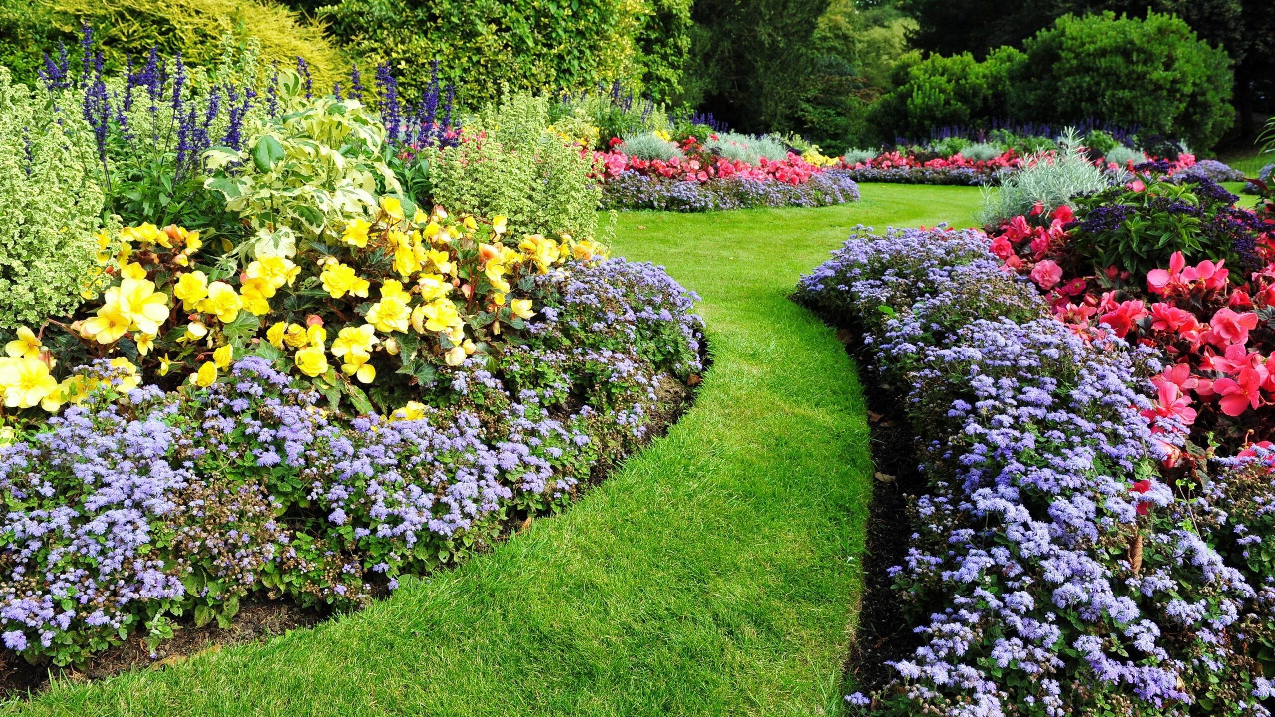 Colorful flowerbeds featuring yellow begonias, purple asters, and red begonias line a curving path in a lush garden