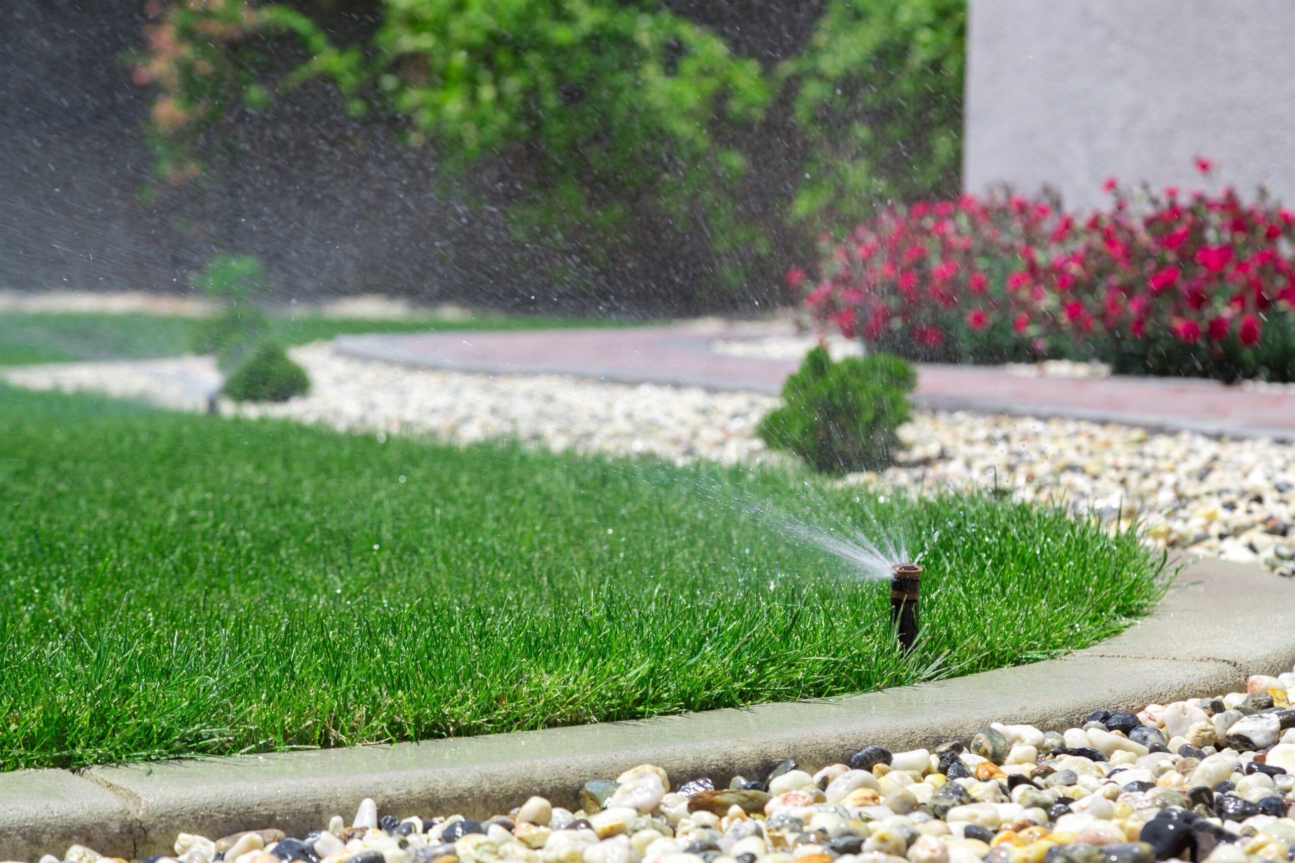 Sprinkler watering lush green grass, with pebbled border and colorful flowers in the background