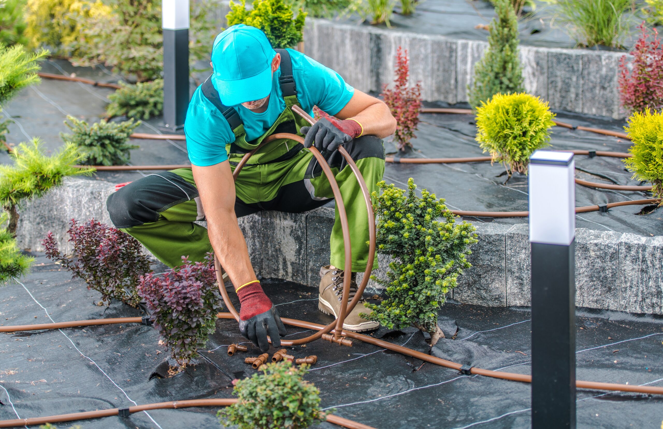 A landscaper adjusts irrigation tubing amid ornamental plants